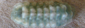 Megisba strongyle nigra - Final Larvae